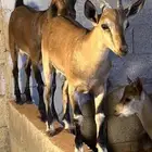 تيوس هجين فاخرة -المزاحمية