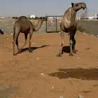 عشرا