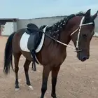 حصان شعبي