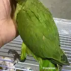 دره هندي نهاية غر