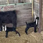 للبيع عنز تحتها ثنين تيوس