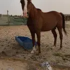 حصان شعبي
