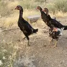 فروخ شامو الماني