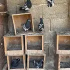 حمام هندي . تيدي