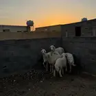 ضان حبص للبيع