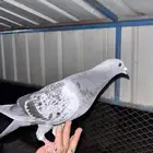 زوج حمام زاجل