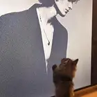 للبيع قط صغير لعوب