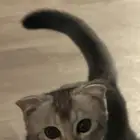 قط سكوتش فولد
