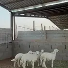 خرفان ورخال حريات