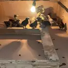 صوص مشكل بلدي