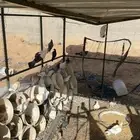 حمام