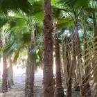 نخل وشنطني دخل الرياض بجميع مقساته