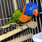 لوري رد كولا للبيع