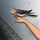 طير كروان على السوم