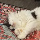 قطة انثى للبيع