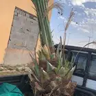 برحي شيشي حمرا