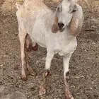 عنز حليب