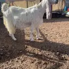 عنز مشروكه