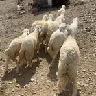 طليان حريات فل الفل شحم ولحم