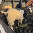للبيع تيس مغلق