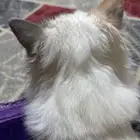 قطة ضايعة