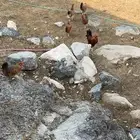 دجاج بلدي