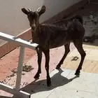 عناق كفو فل شحم مولده عندي