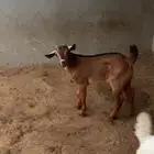 بسم الله الرحمن الرحيم بهم للبيع العم اقل من شهر سمان ونظاف