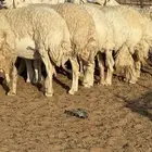 غنم حريات مراح صنف