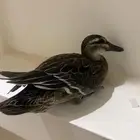 بطه بري