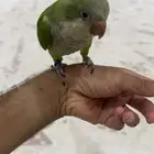 بغبغاء كويكر