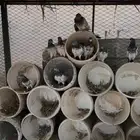 حمام هندي
