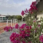 شالية ومربط للإيجار