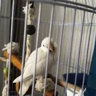 روز البينو عيون حمر اليف وهدد تم البيع