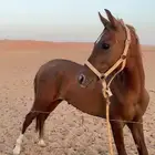 مهر شعبي كفو امه شعبيه وبوه شعبي و المهر طيب