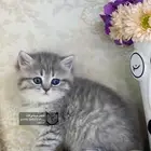 قطط صغيره قطوه سكوتش فولد سكوتش ستريت بيور كيتن cat قطه قط