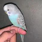 طير حب بادجي أليف جدا