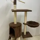 بيت قطط