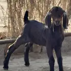 مشروع فحل تيس مطور ادهم ادبس العمر 7ايام