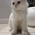 قط شيرازي