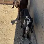عنزين للبيع