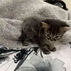 كيتن شيرازي