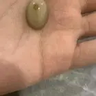 حجر كريم سليماني و عقيق بني