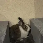 ارانب بلديه عدد 2 ذكور