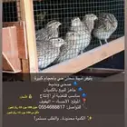 سمان حي للبيع الجملة