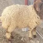 رخل طيبه ظهر فل شحم