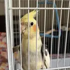كروان اليف عمره تقريبا 8 اشهر