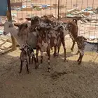معزا حنوبيه لون مميز