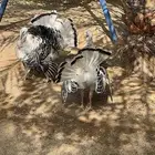 دجاج رومي فراشة