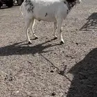 تيس فل شحم كفو مشروط من العذاريب